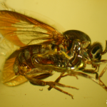 Inclusions at the exhibition - blackfly (Diptera: Simuliidae)