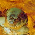 Inclusions at the exhibition - snail (Gastropoda)